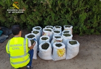 Desmantelandos dos puntos de cultivo y elaboraci&oacute;n de Marihuana en Sanl&uacute;car la Mayor