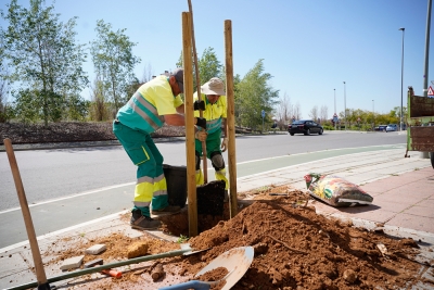 Mairena adjudica, por unos 410.000 euros, la renovación de sus alcorques, quinto de los ejes del plan Mairena Al Día